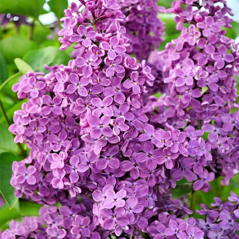 Generic lilac seeds for garden beds promoting seasonal color and easy care.