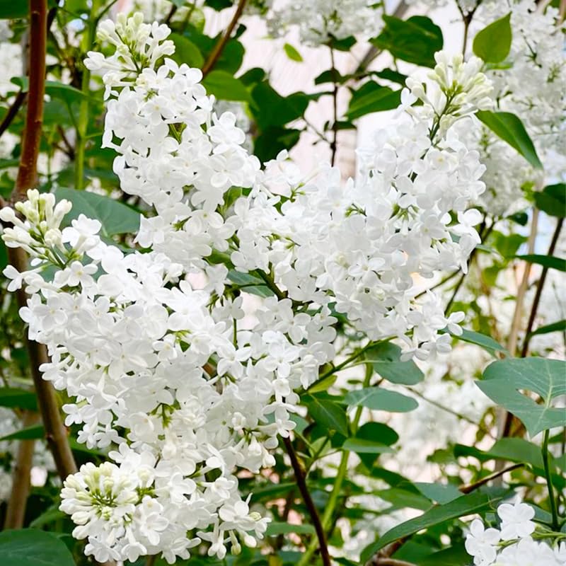 Generic lilac seeds hedge planting for structured borders and privacy.