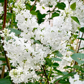 Generic lilac seeds hedge planting for structured borders and privacy.