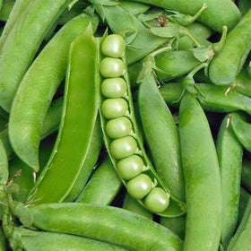 Generic Lincoln pea seeds packet for heirloom garden use and easy planting.