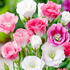 Generic lisianthus mixed seeds bouquet preview for color and fragrance.