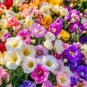 Generic lisianthus mixed seeds close-up bloom preview for color.