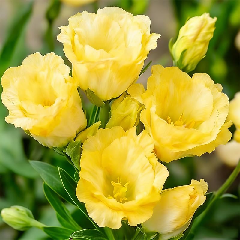 Generic lisianthus seeds in pot display for container color.