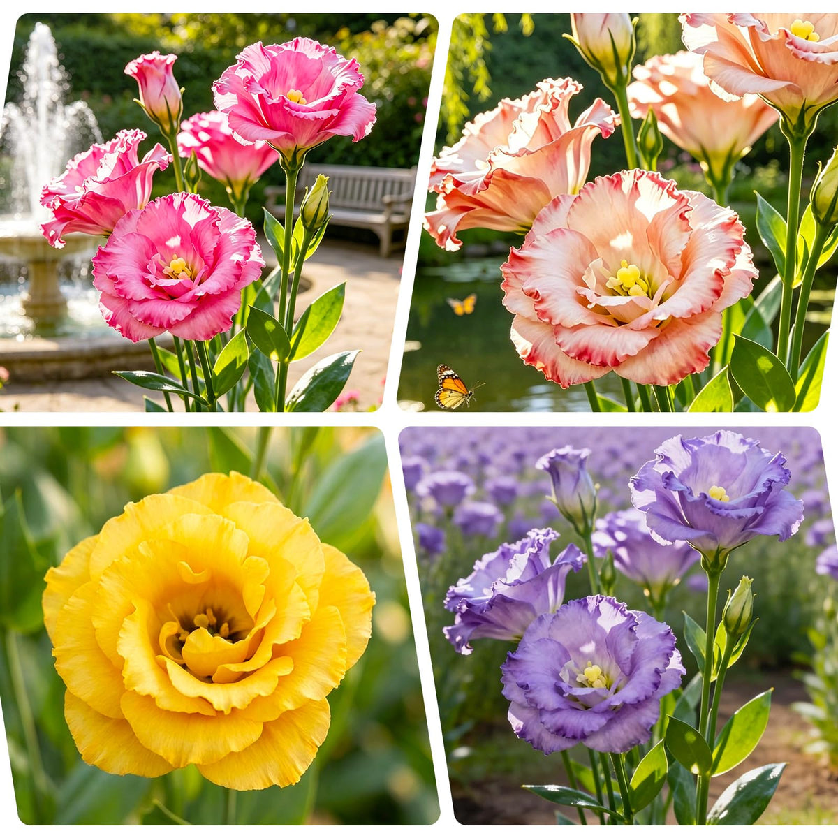 Generic lisianthus mixed seeds cover image shows potential for vibrant borders and fresh-cut bouquets.