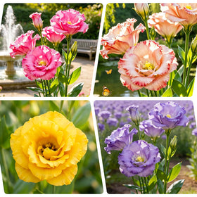 Generic lisianthus mixed seeds cover image shows potential for vibrant borders and fresh-cut bouquets.
