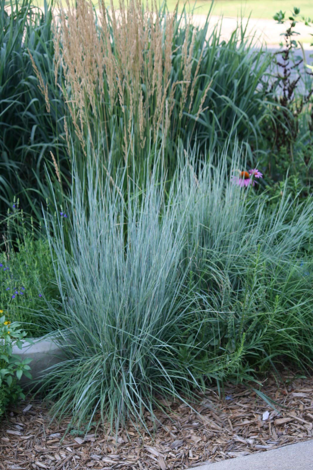 Generic Little Bluestem grass seeds in a 1500-pack for drought-tolerant landscapes.