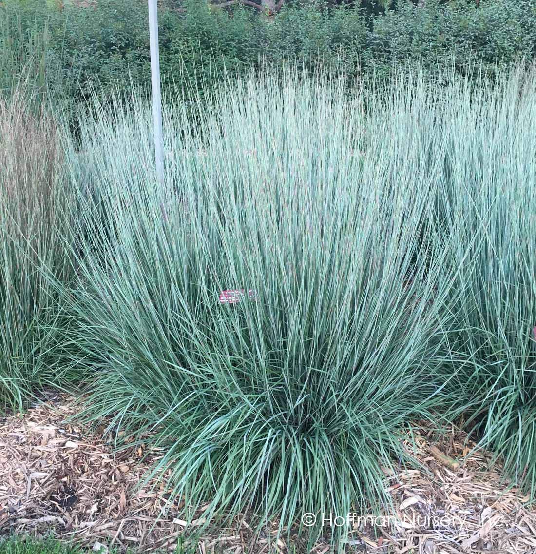 Generic Little Bluestem seed closeup for ornamental landscaping ideas.