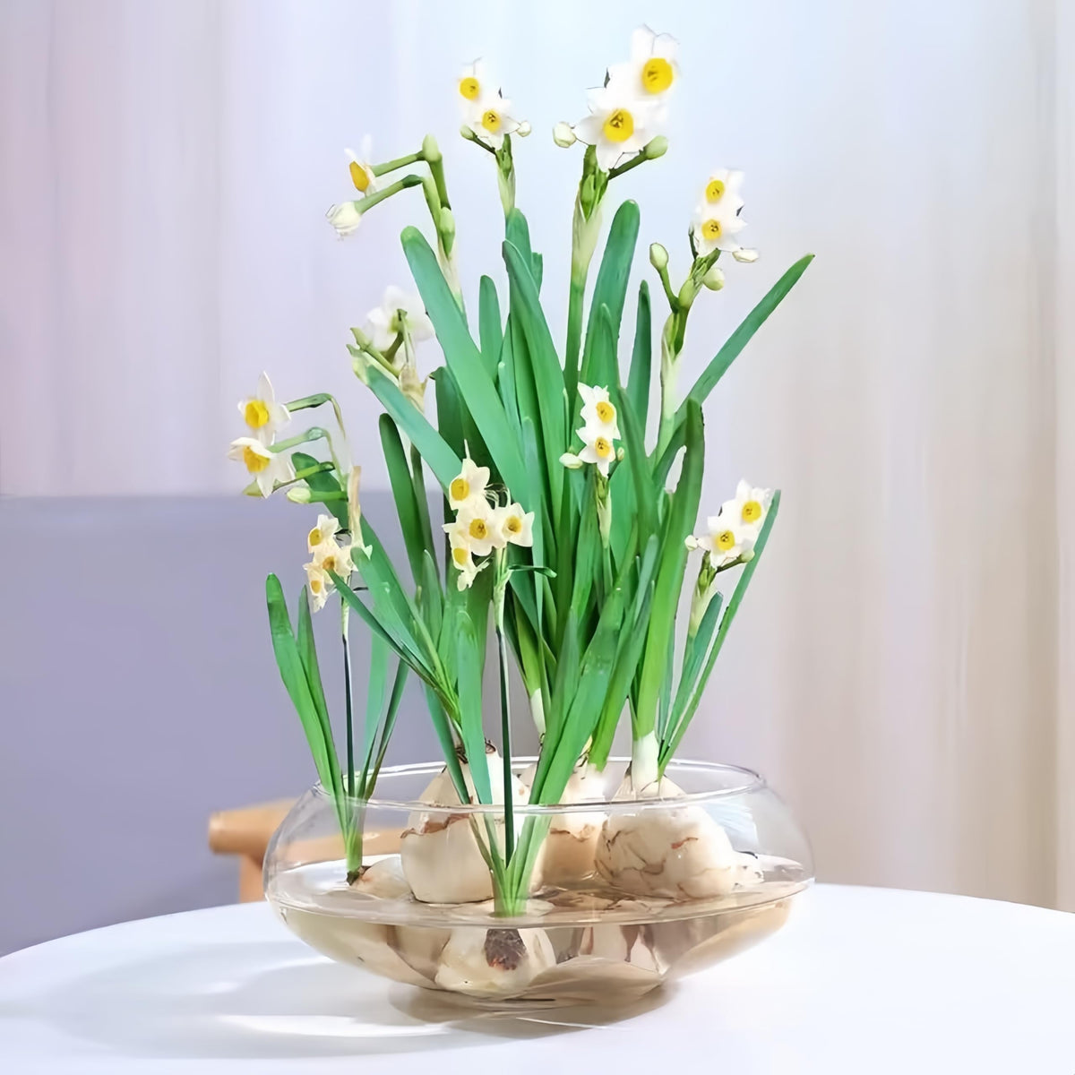 Generic Lotus Bowl hydroponic plant use supports compact, stylish home décor.