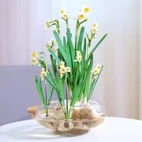 Generic Lotus Bowl hydroponic plant use supports compact, stylish home décor.