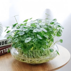 Generic Lotus Bowl terrarium setup encourages creative moss and succulent arrangements.