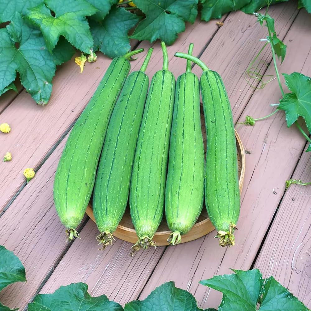 Generic luffa fruit harvest at 12-18 inches for tender flesh.
