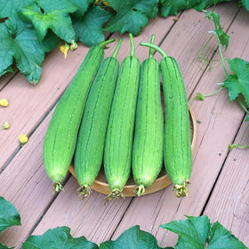 Generic luffa fruit harvest at 12-18 inches for tender flesh.