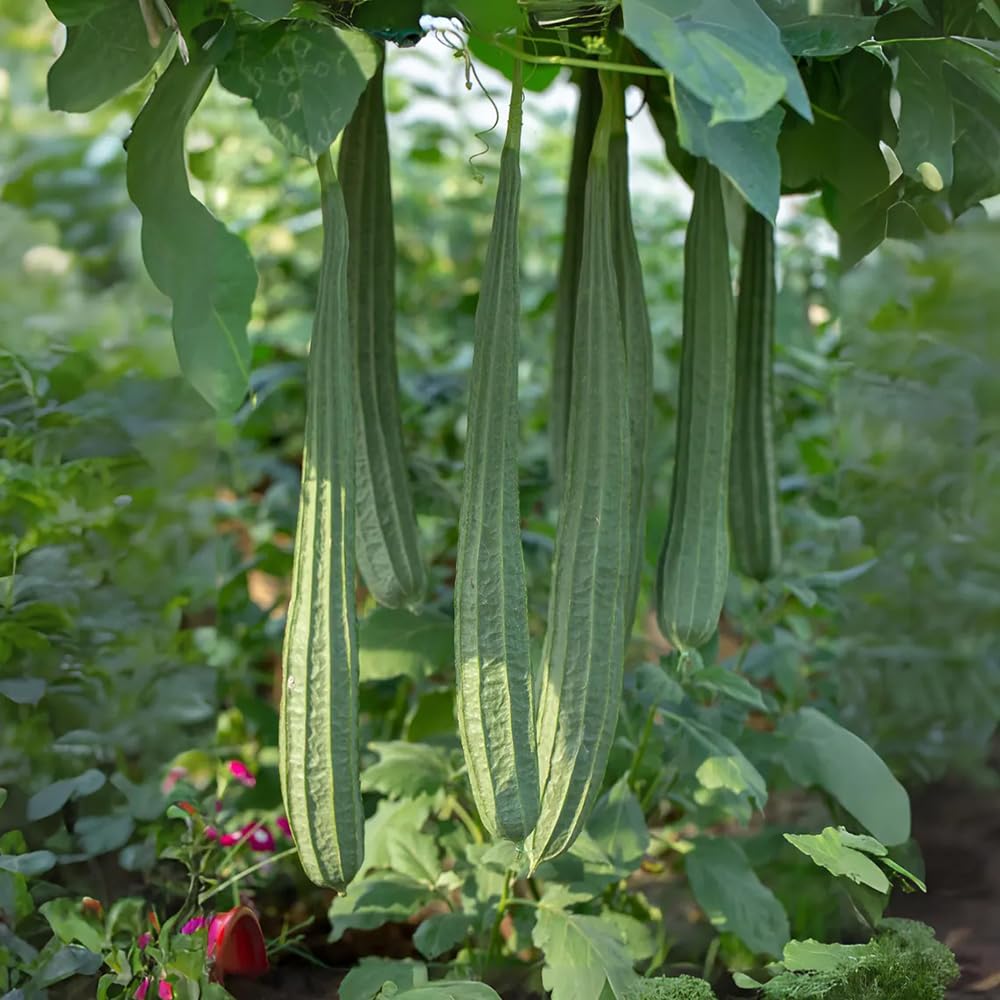 Generic luffa pollination by bees on thriving vines.