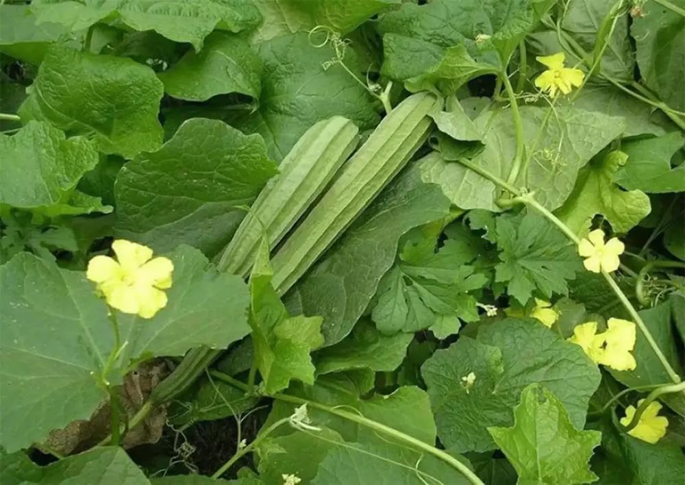 Generic luffa seeds indoors germination under warm, moist conditions.