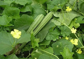 Generic luffa seeds indoors germination under warm, moist conditions.