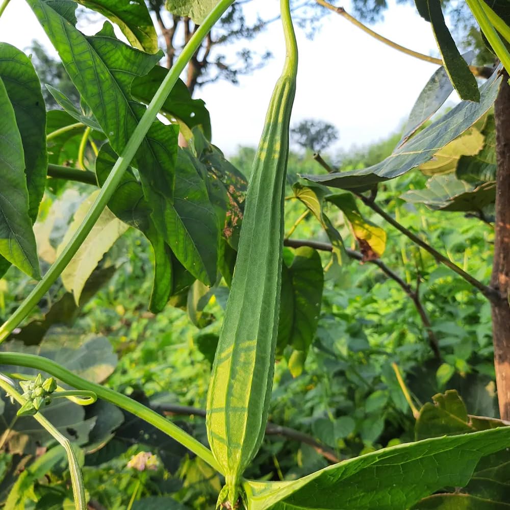 Generic luffa transplanting into garden with sunny, well-drained soil.