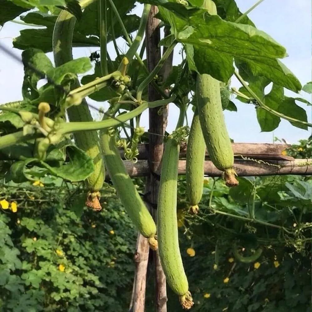 Generic luffa vine growing on trellis supports healthy fruit.