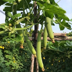Generic luffa vine growing on trellis supports healthy fruit.