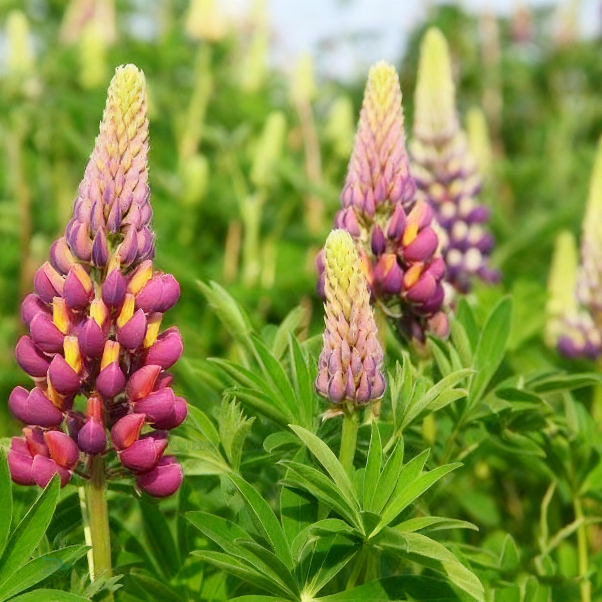 Generic Lupinus Seeds bloom-spires image highlights spring focal point in beds.