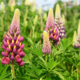 Generic Lupinus Seeds bloom-spires image highlights spring focal point in beds.