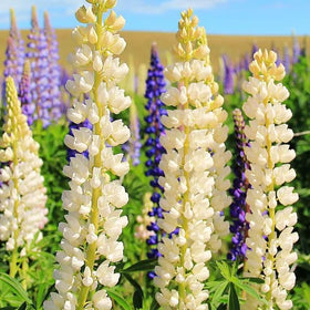 Generic Lupinus Seeds close-up highlights pea-like blossoms and sturdy roots for easy gardening.