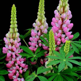 Generic Lupinus Seeds garden-bed scene shows vibrant yard color.