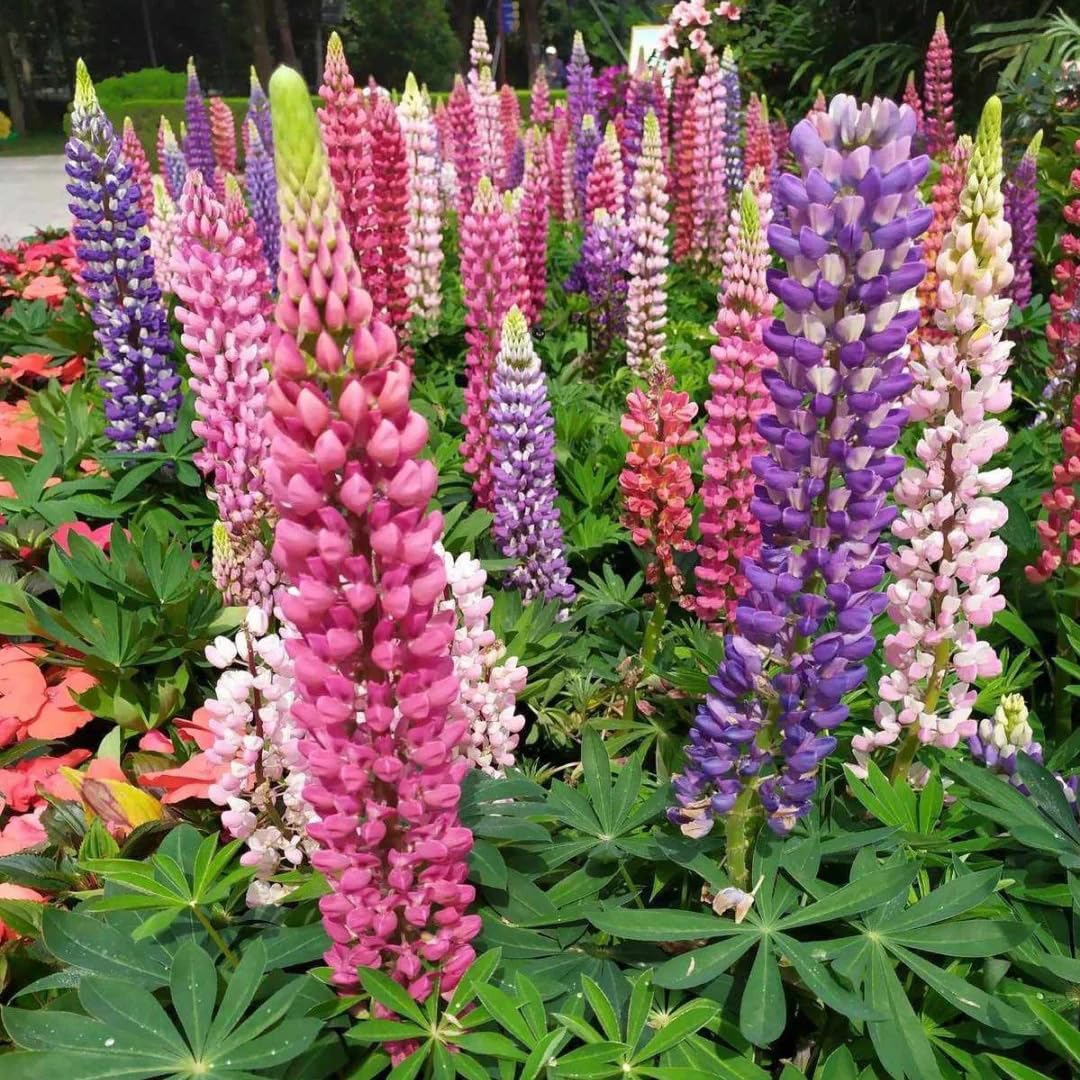 Generic Lupinus Seeds cold stratification image guides improved germination results.