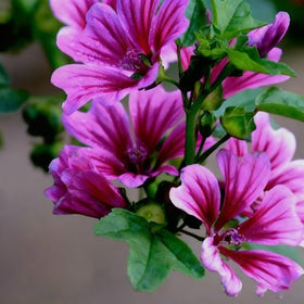Generic Malva Seeds bloom close-up reveals hibiscus-like petals.
