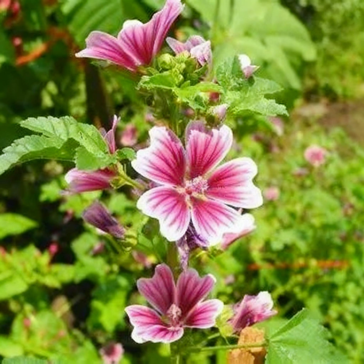Generic Malva Seeds border or meadow plantings with heirloom charm.