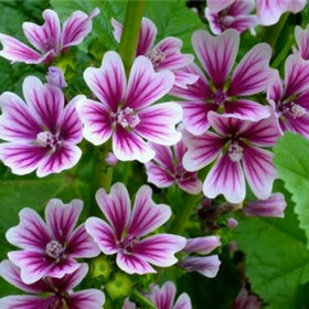 Generic Malva Seeds drought-tolerant plants thrive with minimal care.