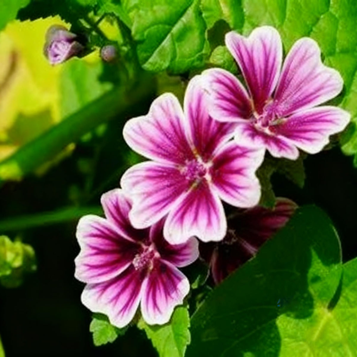 Generic Malva Seeds garden planting showing lush color in home landscapes.