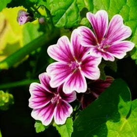 Generic Malva Seeds garden planting showing lush color in home landscapes.