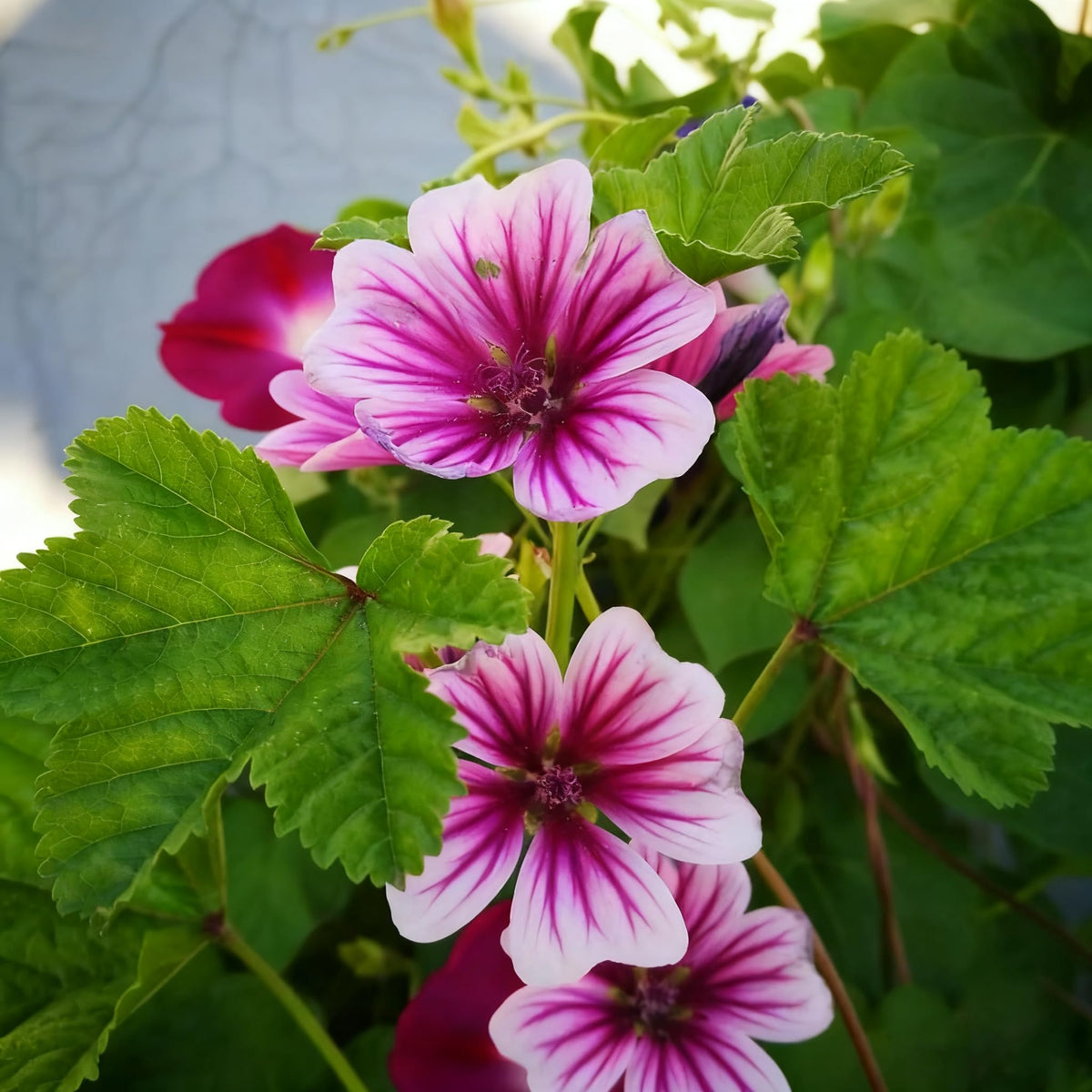 Generic Malva Seeds pollinator blooms support bees and butterflies.