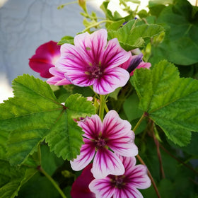 Generic Malva Seeds pollinator blooms support bees and butterflies.