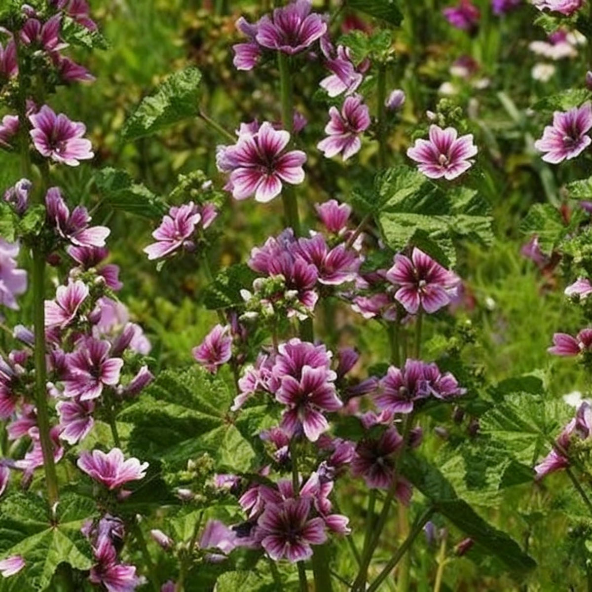 Generic Malva Seeds seed packet with vibrant flowers for pollinator-friendly garden.