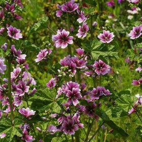 Generic Malva Seeds seed packet with vibrant flowers for pollinator-friendly garden.