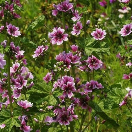 Generic Malva Seeds seed packet with vibrant flowers for pollinator-friendly garden.