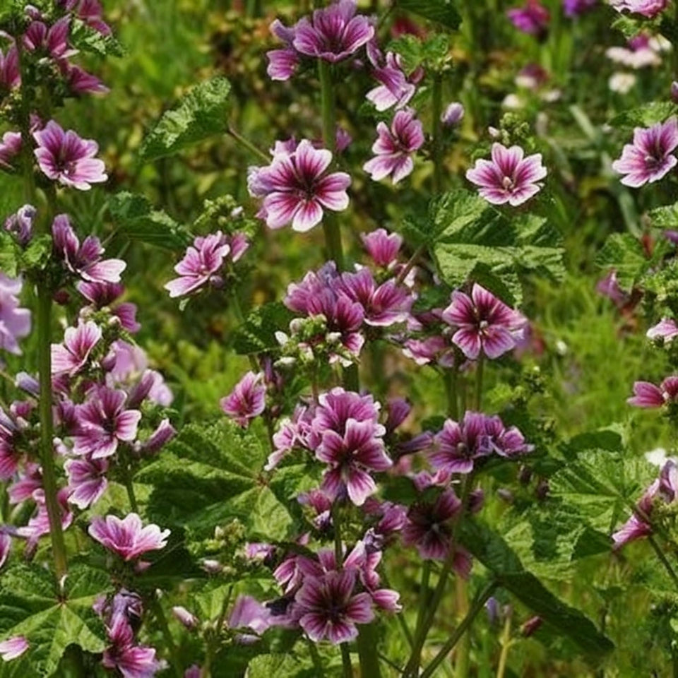 Generic Malva Seeds seed packet with vibrant flowers for pollinator-friendly garden.
