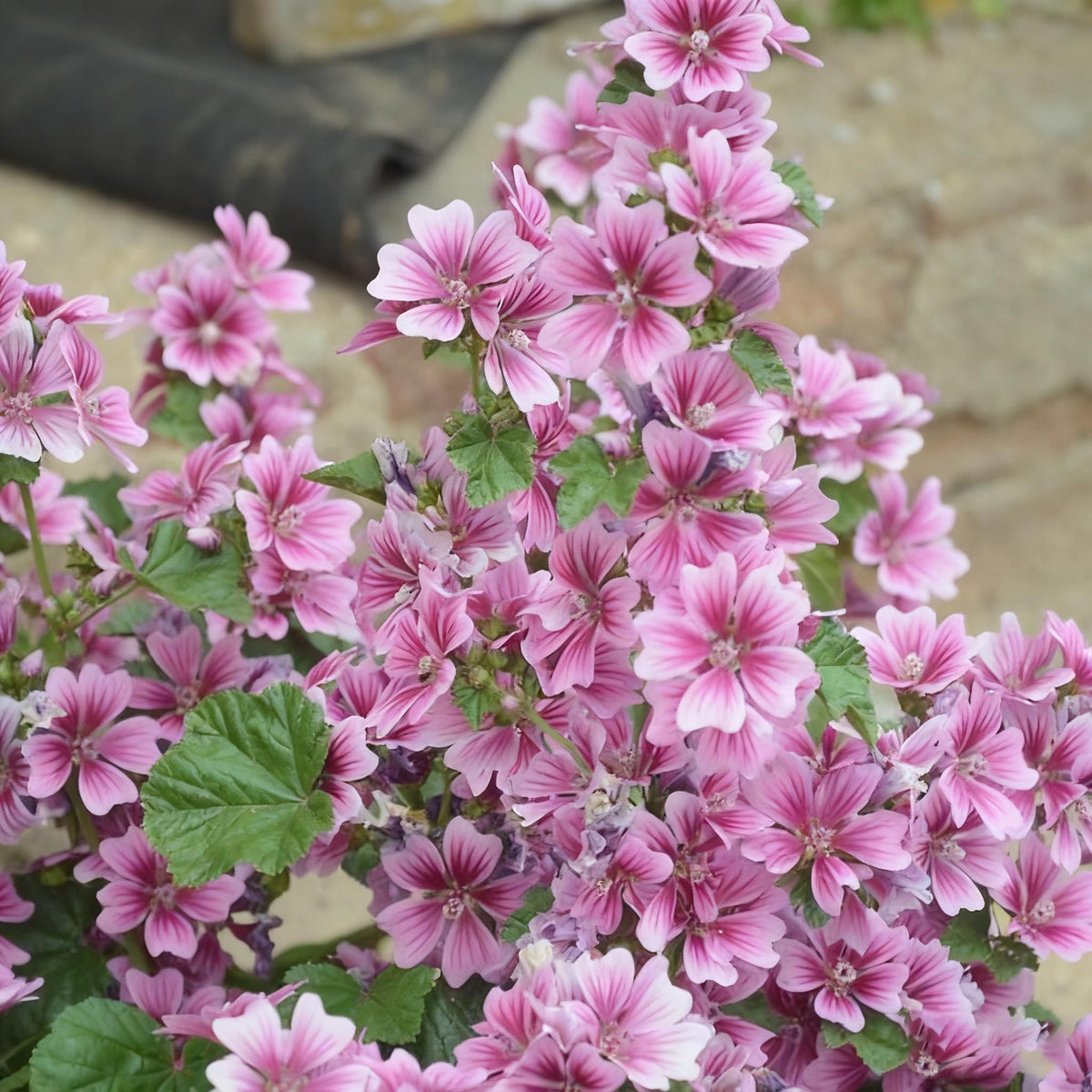 Generic Malva Seeds sun to part shade growth potential for diverse gardens.
