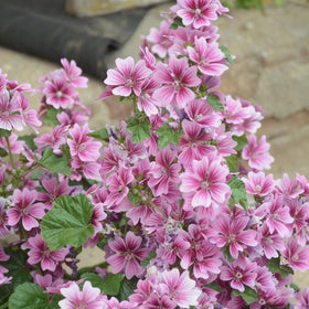 Generic Malva Seeds sun to part shade growth potential for diverse gardens.