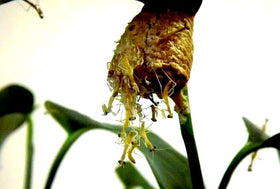 Generic mantis eggs education STEM kit for learning about metamorphosis.