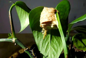 Generic mantis eggs classroom STEM activity indoors.