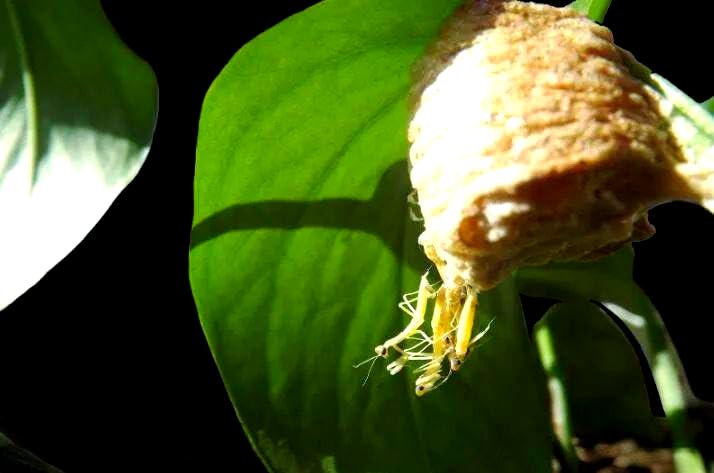 Generic mantis ootheca window view demonstrates viability and calm indoor observation.