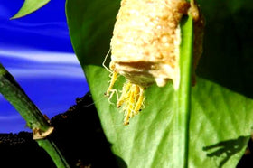 Generic mantis eggs outdoor hatching setup in garden.
