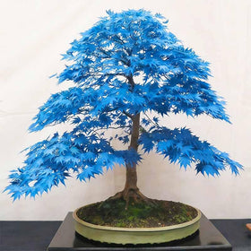Generic maple seed stratification setup promotes germination in winter-like conditions.