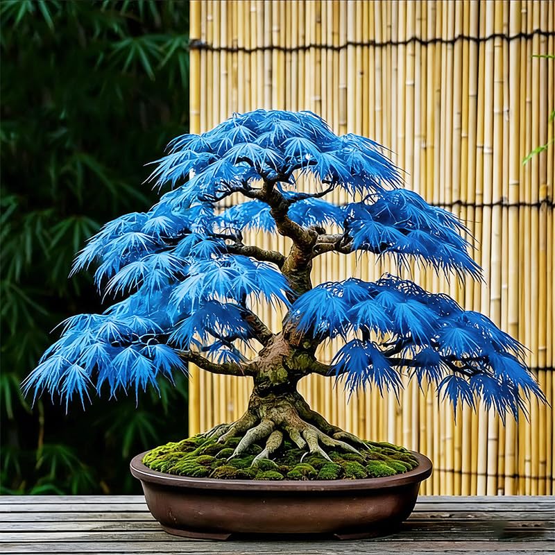 Generic maple seeds offer landscape-ready specimens with autumn color.