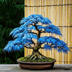 Generic maple seeds offer landscape-ready specimens with autumn color.