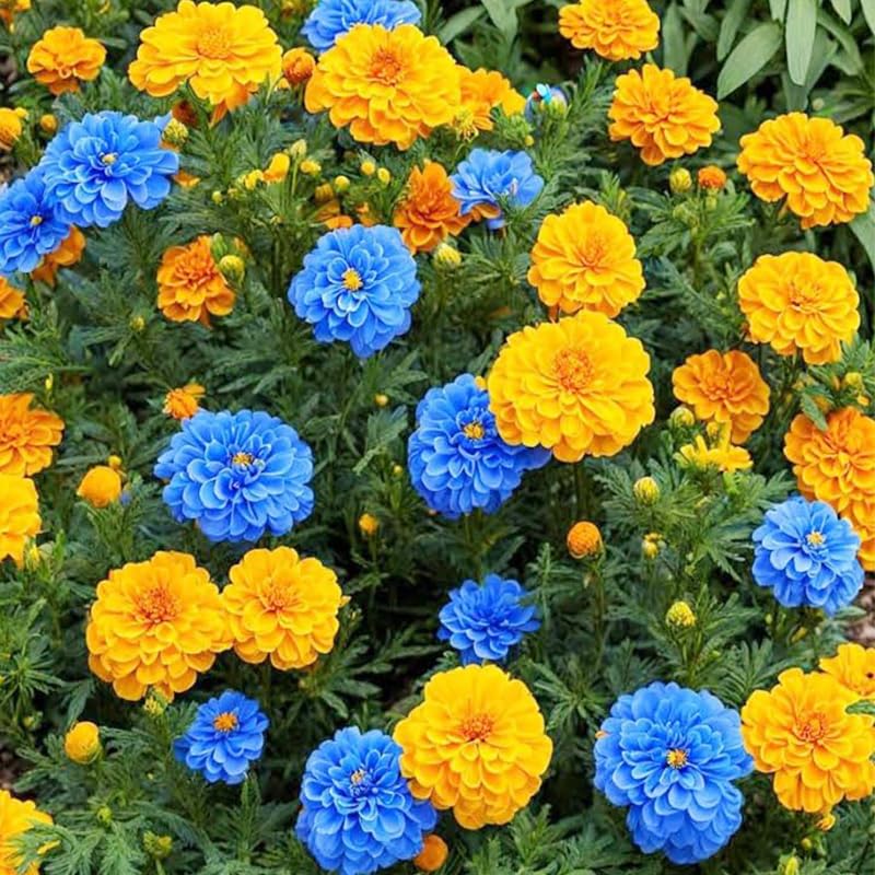 Generic marigold border planting creates vivid garden color.