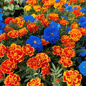 Generic marigold seeds ideal for container planting on balconies.