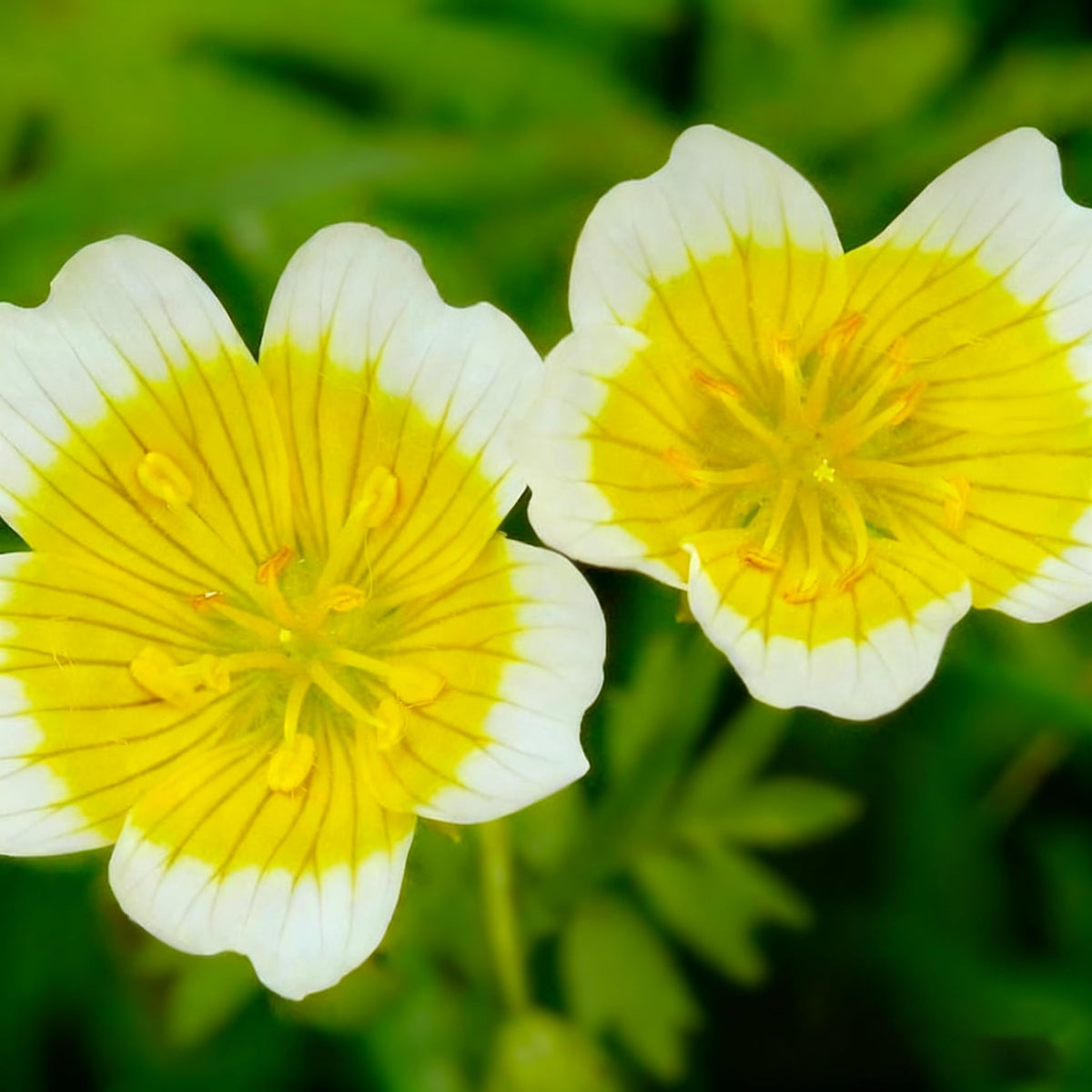 Generic meadowfoam seeds with yellow and white blooms brighten borders and ground covers.